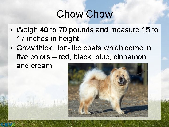 Chow • Weigh 40 to 70 pounds and measure 15 to 17 inches in