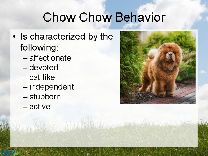 Chow Behavior • Is characterized by the following: – affectionate – devoted – cat-like