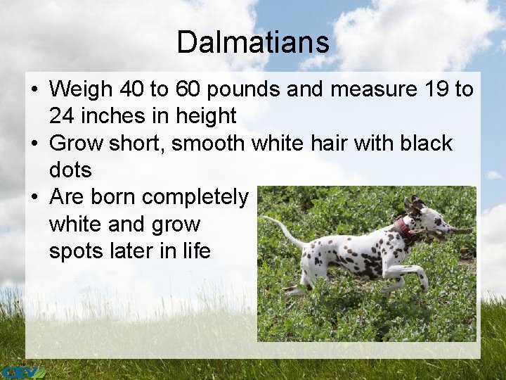 Dalmatians • Weigh 40 to 60 pounds and measure 19 to 24 inches in