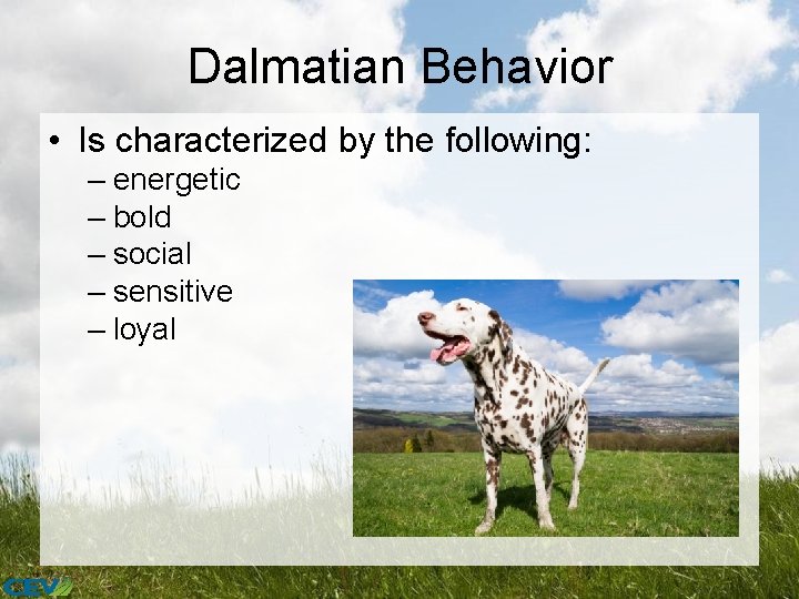 Dalmatian Behavior • Is characterized by the following: – energetic – bold – social