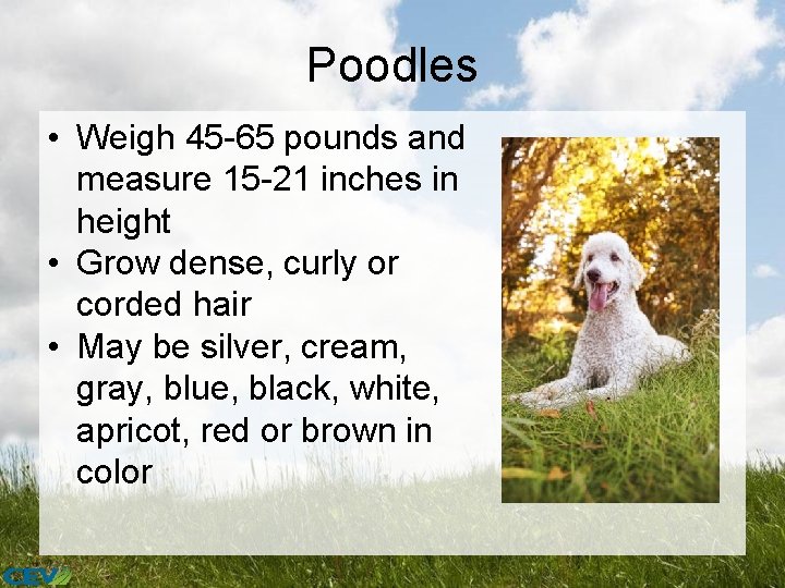 Poodles • Weigh 45 -65 pounds and measure 15 -21 inches in height •