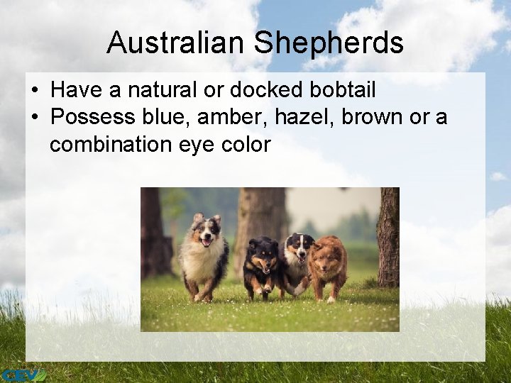 Australian Shepherds • Have a natural or docked bobtail • Possess blue, amber, hazel,