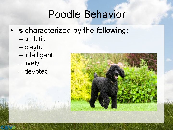 Poodle Behavior • Is characterized by the following: – athletic – playful – intelligent