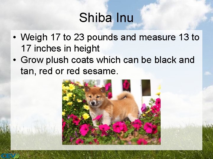 Shiba Inu • Weigh 17 to 23 pounds and measure 13 to 17 inches