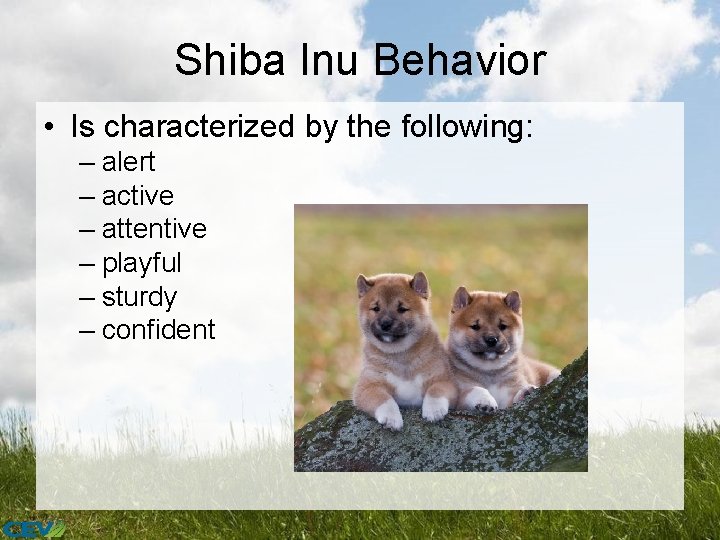 Shiba Inu Behavior • Is characterized by the following: – alert – active –