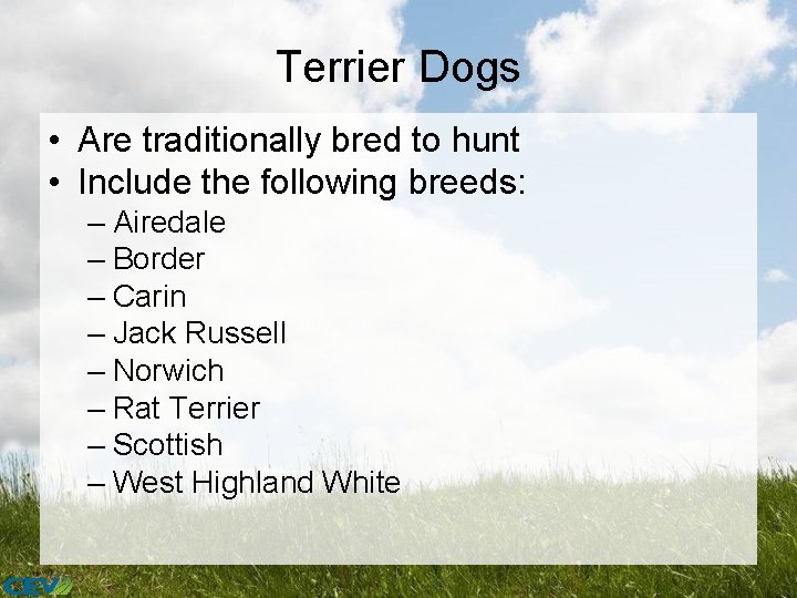 Terrier Dogs • Are traditionally bred to hunt • Include the following breeds: –