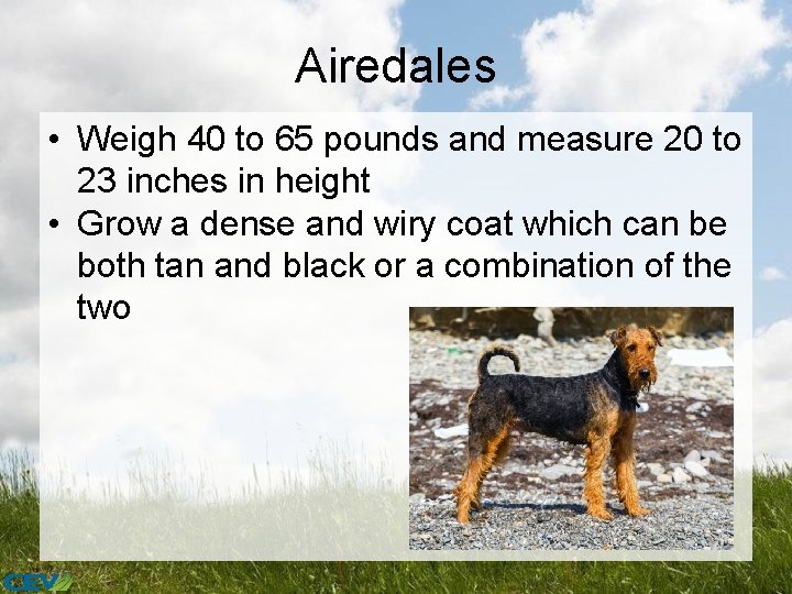 Airedales • Weigh 40 to 65 pounds and measure 20 to 23 inches in