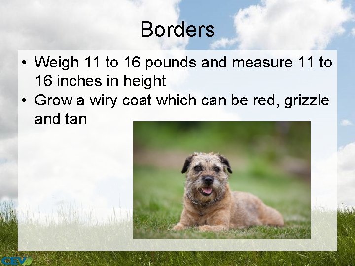 Borders • Weigh 11 to 16 pounds and measure 11 to 16 inches in