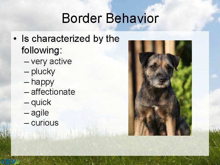 Border Behavior • Is characterized by the following: – very active – plucky –