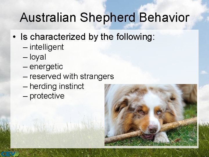 Australian Shepherd Behavior • Is characterized by the following: – intelligent – loyal –