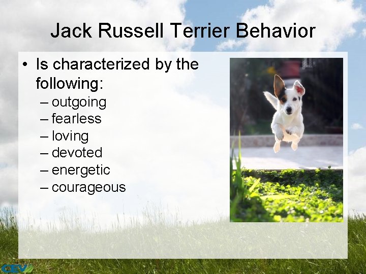 Jack Russell Terrier Behavior • Is characterized by the following: – outgoing – fearless