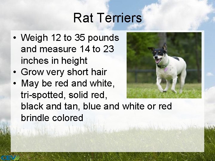 Rat Terriers • Weigh 12 to 35 pounds and measure 14 to 23 inches