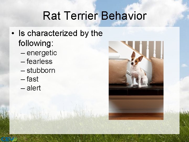 Rat Terrier Behavior • Is characterized by the following: – energetic – fearless –