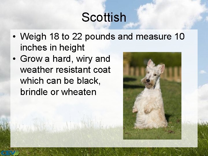 Scottish • Weigh 18 to 22 pounds and measure 10 inches in height •