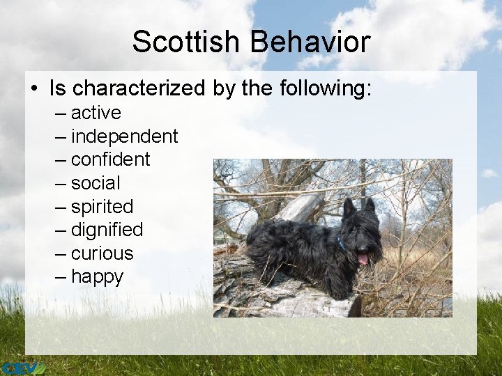 Scottish Behavior • Is characterized by the following: – active – independent – confident