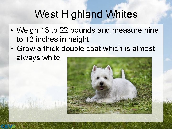 West Highland Whites • Weigh 13 to 22 pounds and measure nine to 12