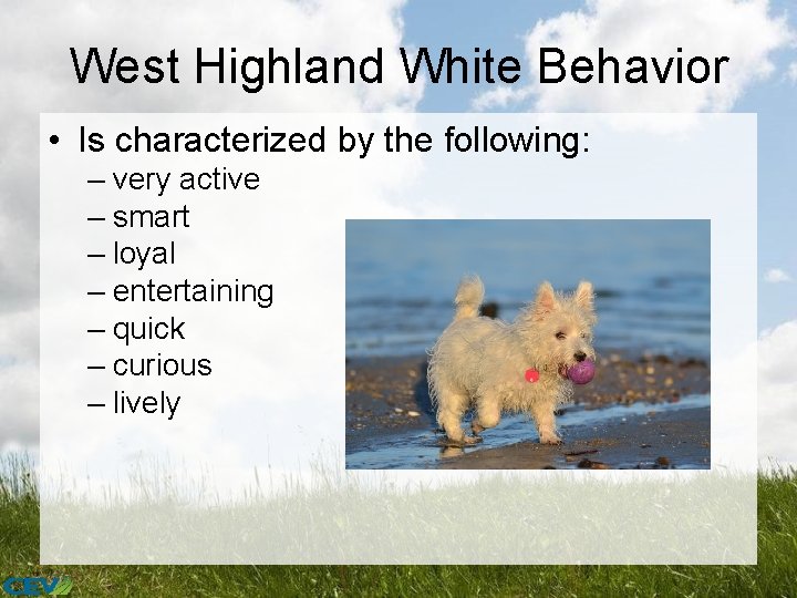 West Highland White Behavior • Is characterized by the following: – very active –