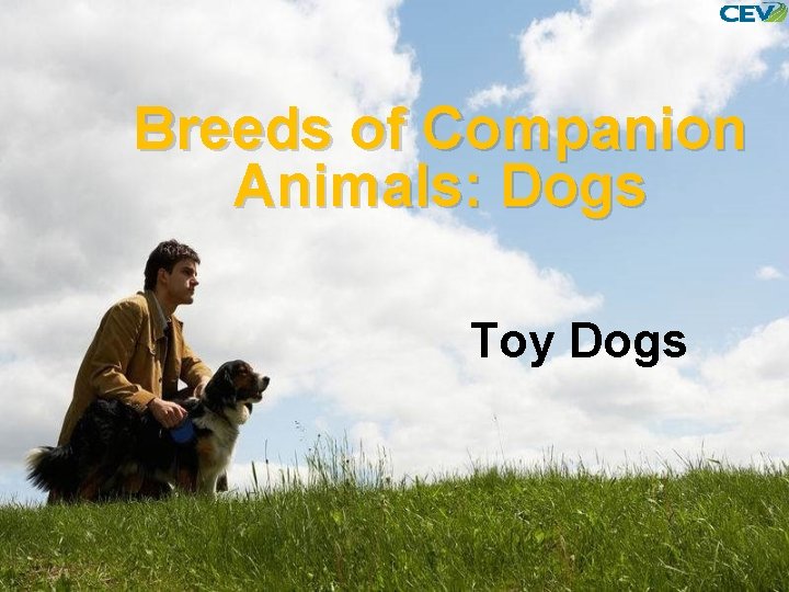 Breeds of Companion Animals: Dogs Toy Dogs 