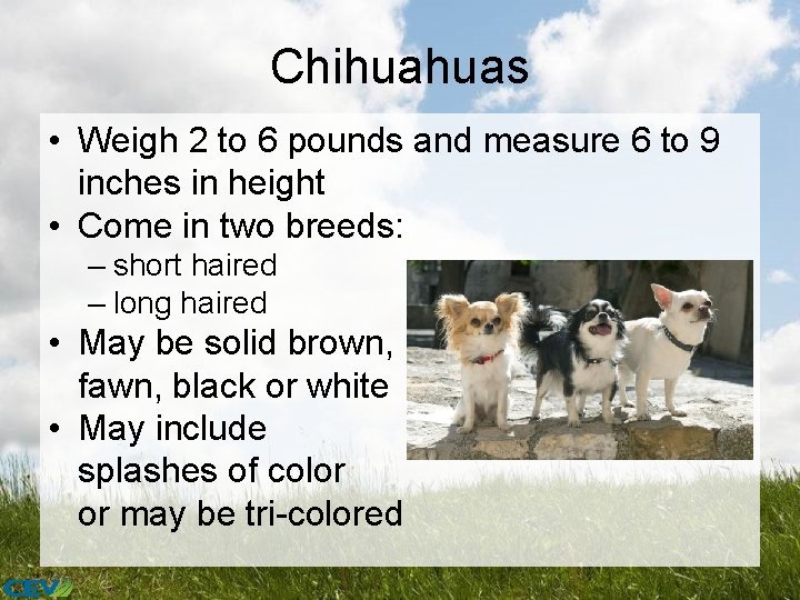 Chihuahuas • Weigh 2 to 6 pounds and measure 6 to 9 inches in