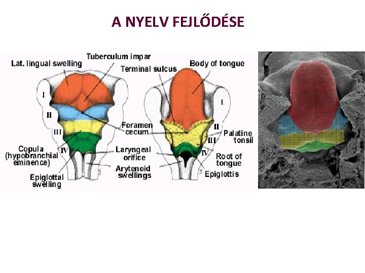 A NYELV FEJLŐDÉSE 