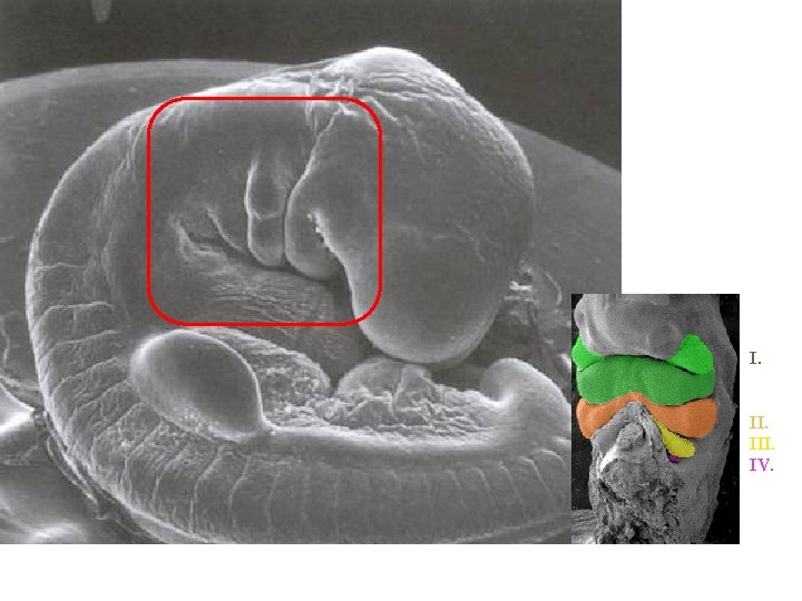 I. III. IV. Structures in embryonic branchial arches reorganize to form cartilages, nerve, muscles