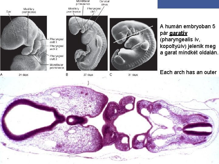 A humán embryoban 5 pár garatív (pharyngealis ív, kopoltyúív) jelenik meg a garat mindkét