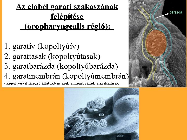 Az előbél garati szakaszának felépítése (oropharyngealis régió): 1. garatív (kopoltyúív) 2. garattasak (kopoltyútasak) 3.