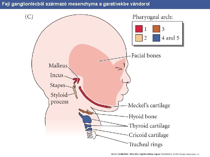 Feji ganglionlécből származó mesenchyma a garatívekbe vándorol 