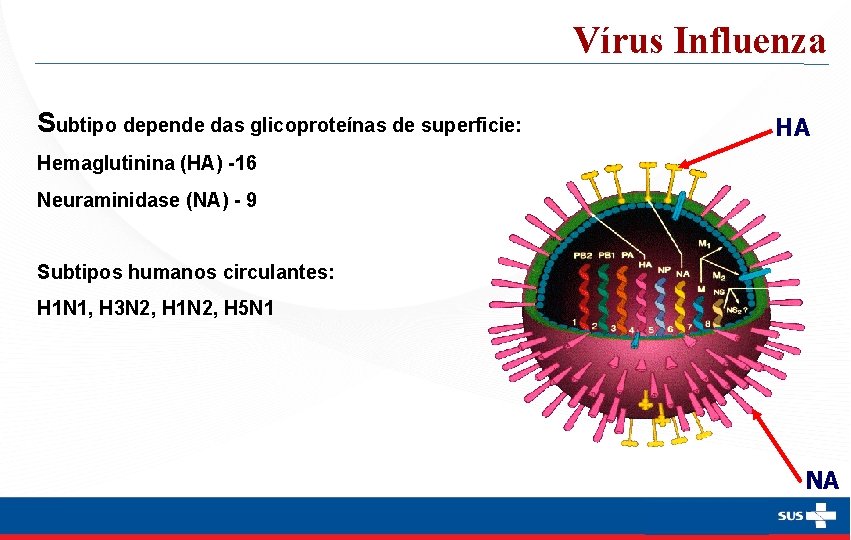 Vírus Influenza Subtipo depende das glicoproteínas de superficie: HA Hemaglutinina (HA) -16 Neuraminidase (NA)