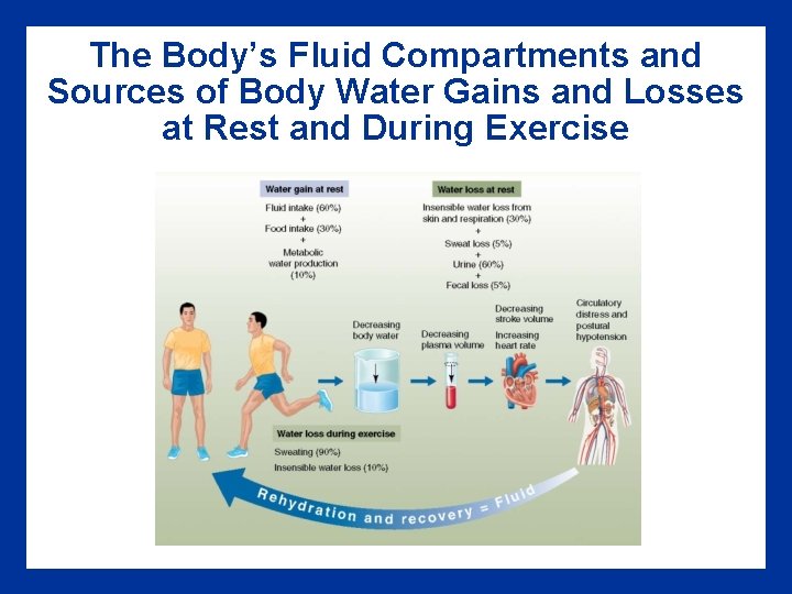 The Body’s Fluid Compartments and Sources of Body Water Gains and Losses at Rest