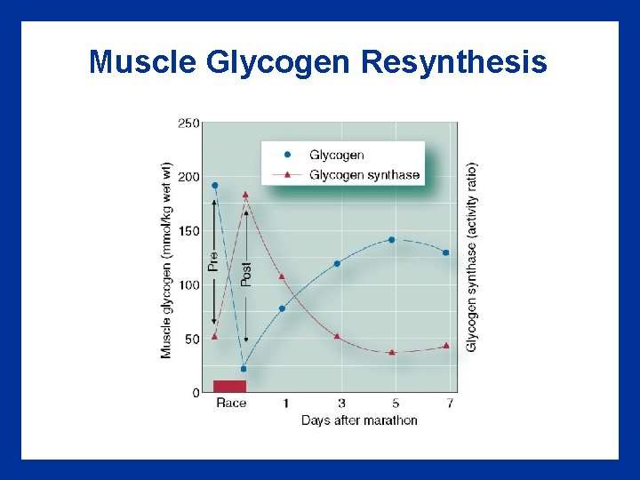 Muscle Glycogen Resynthesis 