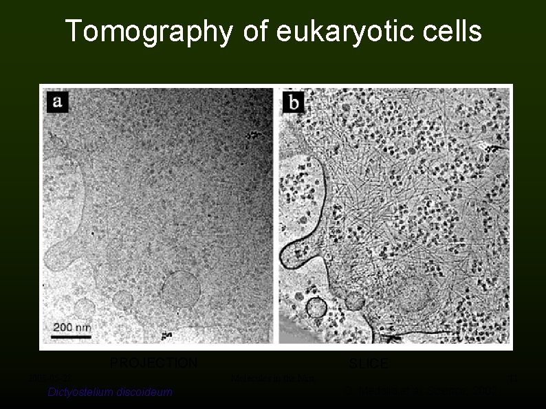 Tomography of eukaryotic cells PROJECTION 2008 -05 -28 Dictyostelium discoideum SLICE Molecules in the
