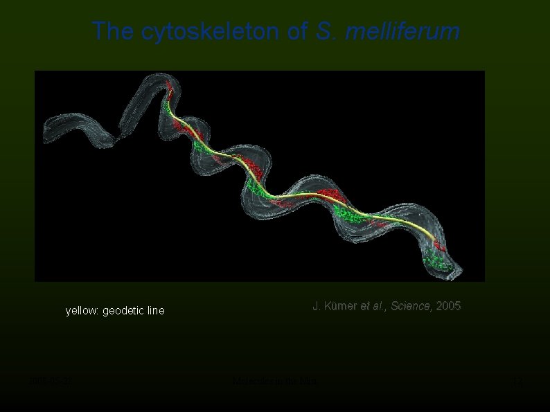 The cytoskeleton of S. melliferum yellow: geodetic line 2008 -05 -28 J. Kürner et