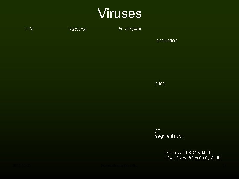 Viruses HIV Vaccinia H. simplex projection slice 3 D segmentation Grünewald & Czyrklaff, Curr.