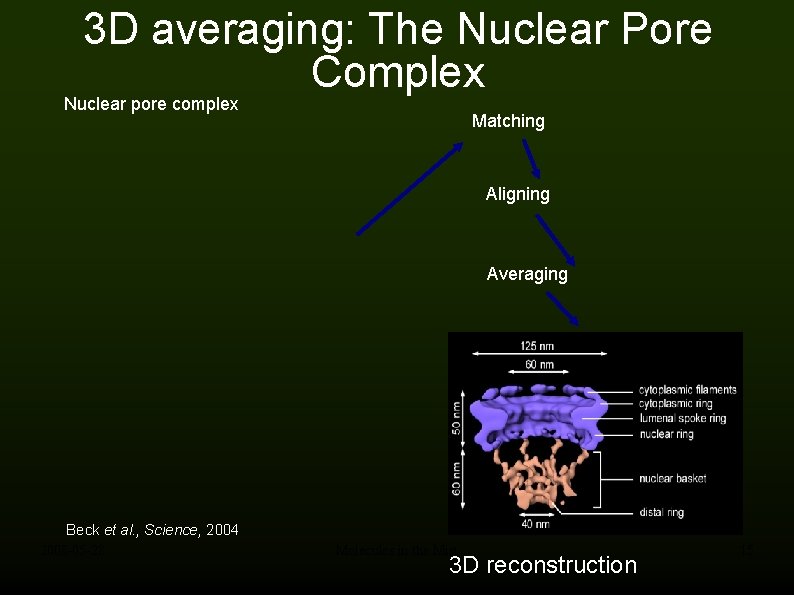 3 D averaging: The Nuclear Pore Complex Nuclear pore complex Matching Aligning Averaging Beck