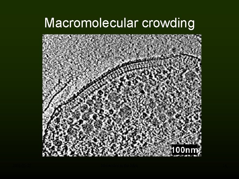 Macromolecular crowding 2008 -05 -28 Molecules in the Mist 16 