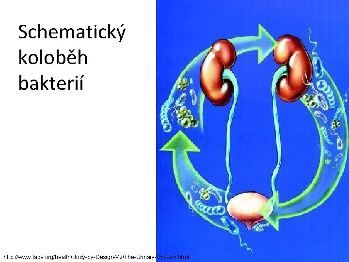 Schematický koloběh bakterií http: //www. faqs. org/health/Body-by-Design-V 2/The-Urinary-System. html 