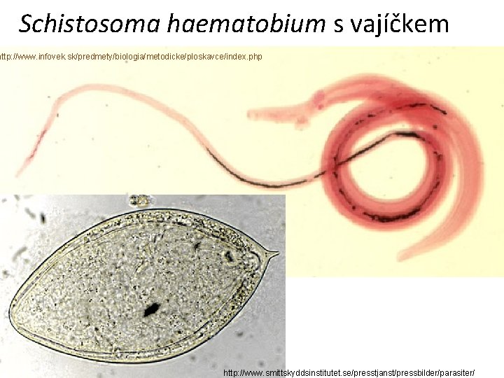 Schistosoma haematobium s vajíčkem http: //www. infovek. sk/predmety/biologia/metodicke/ploskavce/index. php http: //www. smittskyddsinstitutet. se/presstjanst/pressbilder/parasiter/ 