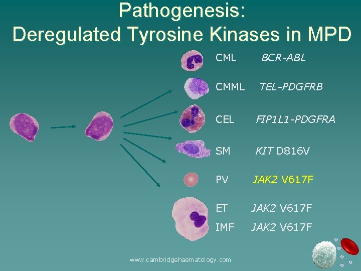 Pathogenesis: Deregulated Tyrosine Kinases in MPD CML BCR-ABL CMML TEL-PDGFRB CEL FIP 1 L