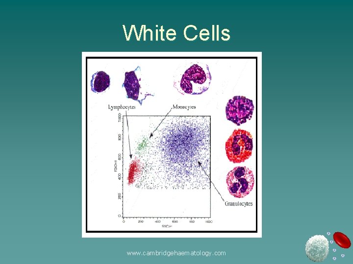 White Cells www. cambridgehaematology. com 