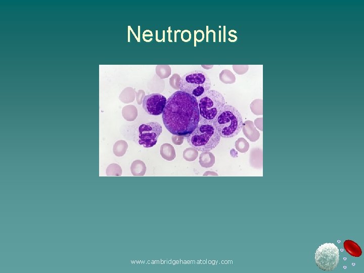 Neutrophils www. cambridgehaematology. com 