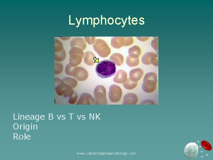 Lymphocytes Lineage B vs T vs NK Origin Role www. cambridgehaematology. com 