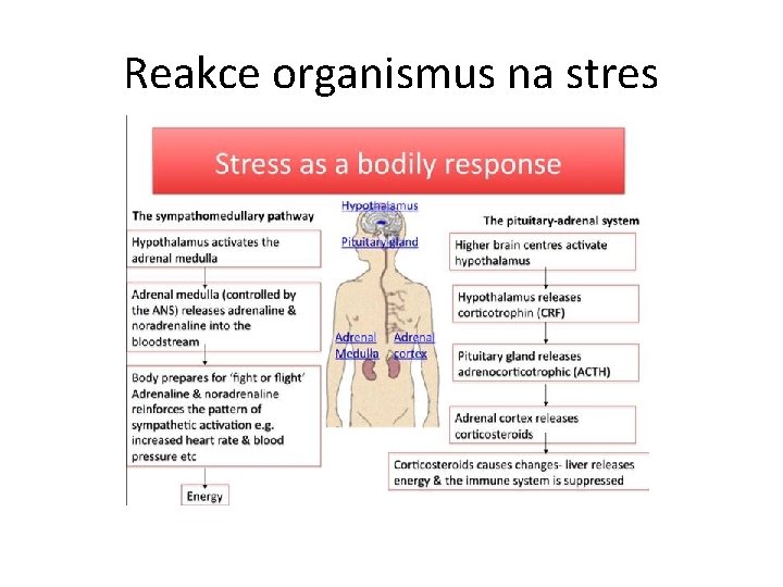Reakce organismus na stres 