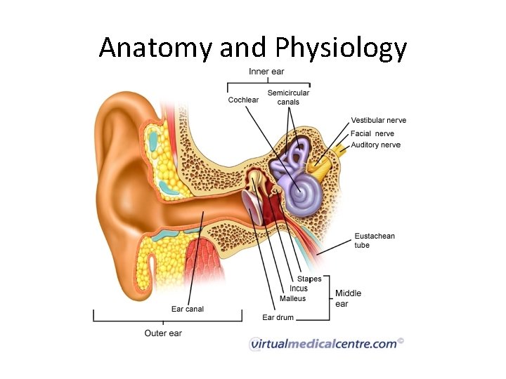 Anatomy and Physiology 