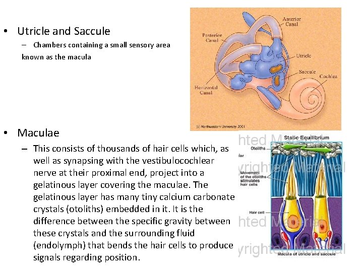  • Utricle and Saccule – Chambers containing a small sensory area known as