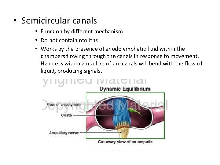  • Semicircular canals • Function by different mechanism • Do not contain otoliths