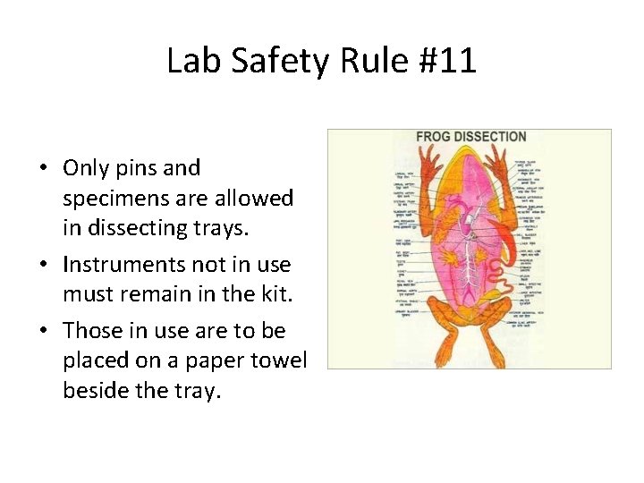 Lab Safety Rule #11 • Only pins and specimens are allowed in dissecting trays.