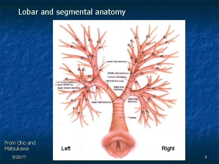 Lobar and segmental anatomy From Oho and Matsukawa 5/26/17 Left Right BI, All Rights