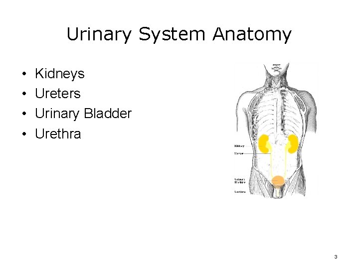 Urinary System Anatomy • • Kidneys Ureters Urinary Bladder Urethra 3 