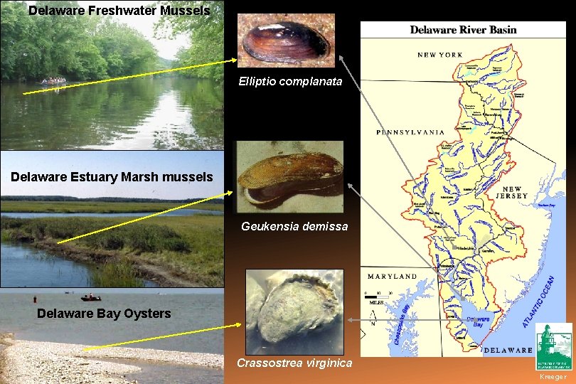 Delaware Freshwater Mussels Susquehanna Brandywine River, PA Elliptio complanata Delaware Estuary Marsh mussels Geukensia
